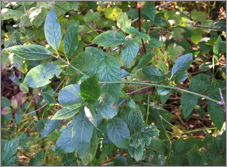 Spindle, Euonymus europaeus, Feoras