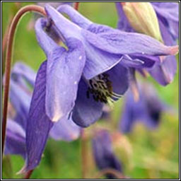 Columbine, Aquilegia vulgaris, Colaimbn