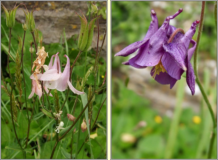 Columbine, Aquilegia vulgaris, Colaimbn