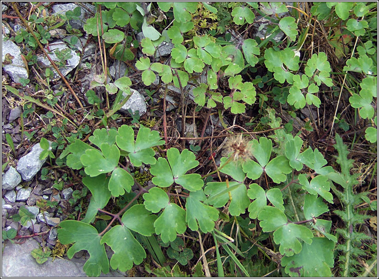 Columbine, Aquilegia vulgaris, Colaimbn