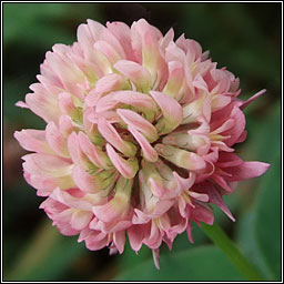 Alsike Clover, Trifolium hybridum, Seamair lochlannach