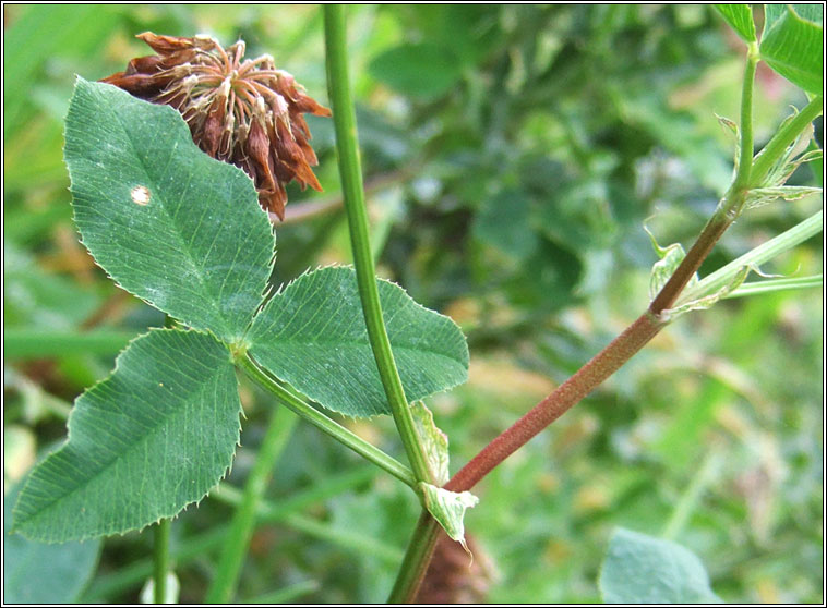 Alsike Clover, Trifolium hybridum, Seamair lochlannach