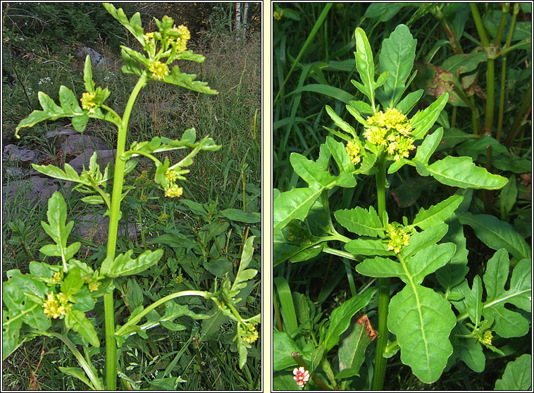 Marsh Yellow-cress, Rorippa palustris, Biolar bu corraigh