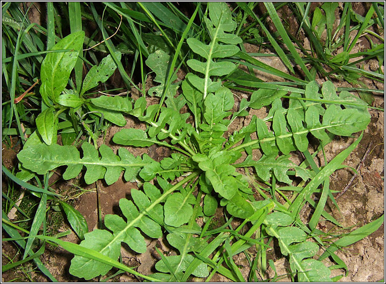 Marsh Yellow-cress, Rorippa palustris, Biolar bu corraigh