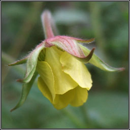 Hybrid Avens, Geum x intermedium