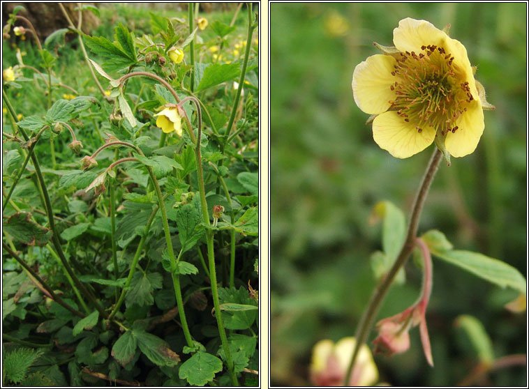 Hybrid Avens, Geum x intermedium