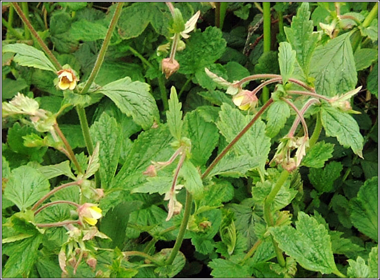 Hybrid Avens, Geum x intermedium