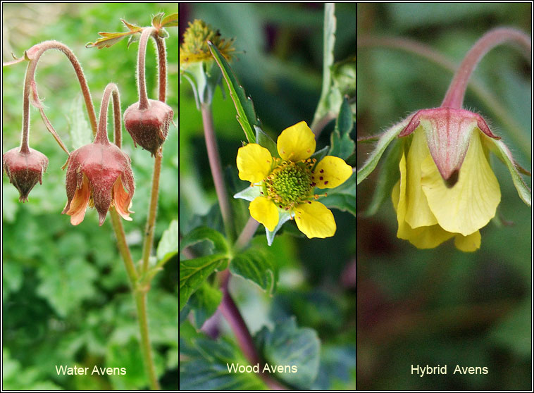 Hybrid Avens, Geum x intermedium