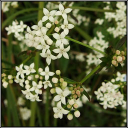 Great Marsh-bedstraw, Galium palustre subsp elongatum