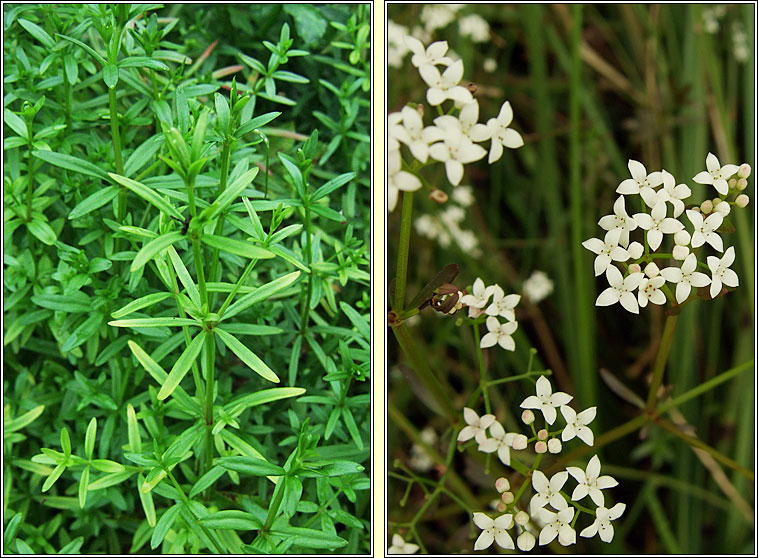 Great Marsh-bedstraw, Galium palustre subsp elongatum