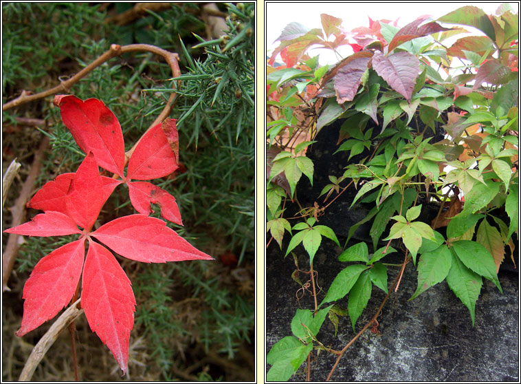 Virginia Creeper, Parthenocissus quinquefolia, Athair