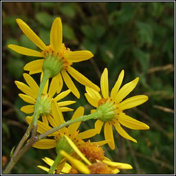 Hybrid Ragwort, Jacobaea vulgaris x aquatica, Jacobaea x ostenfeldii