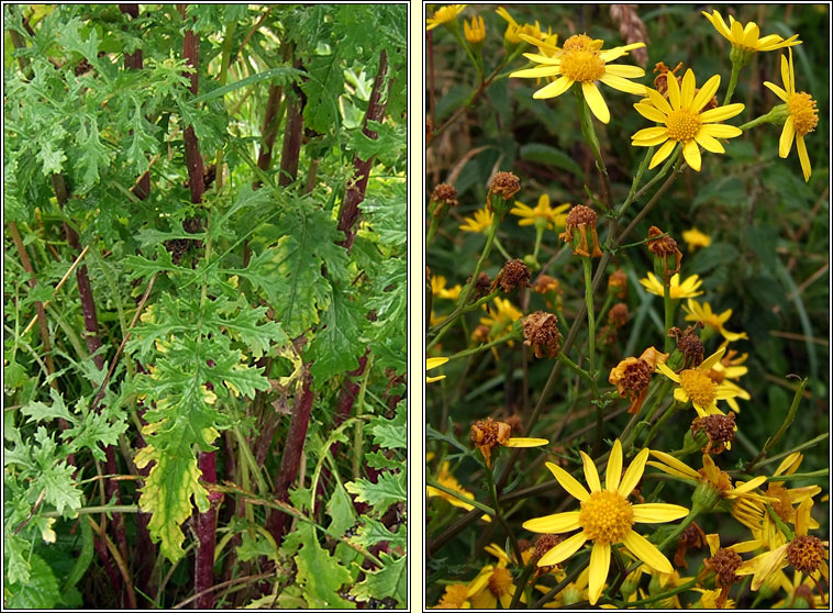 Hybrid Ragwort, Jacobaea vulgaris x aquatica, Jacobaea x ostenfeldii