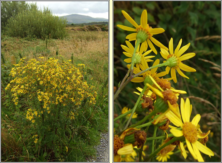 Hybrid Ragwort, Jacobaea vulgaris x aquatica, Jacobaea x ostenfeldii