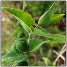 Caper Spurge, Euphorbia lathyris