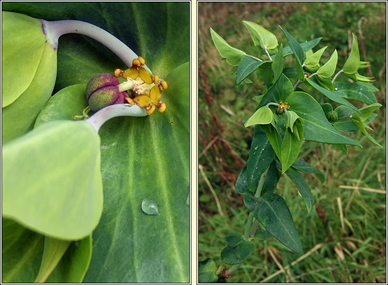 Caper Spurge, Euphorbia lathyris