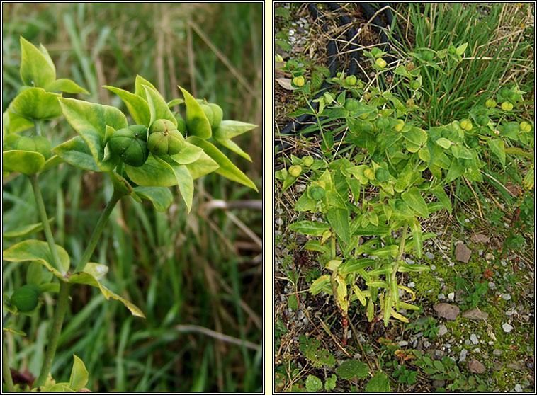 Caper Spurge, Euphorbia lathyris