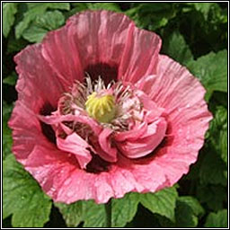 Opium Poppy, Papaver somniferum, Codlaidn