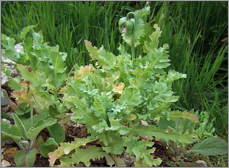 Opium Poppy, Papaver somniferum, Codlaidn