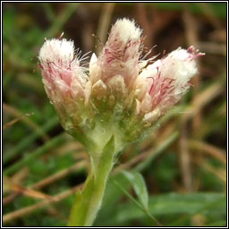 Mountain Everlasting, Antennaria dioica, Catluibh