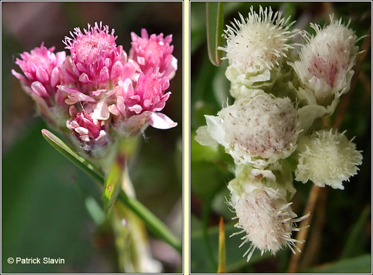 Mountain Everlasting, Antennaria dioica, Catluibh