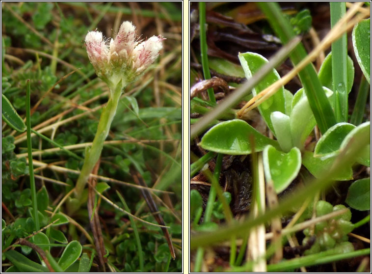 Mountain Everlasting, Antennaria dioica, Catluibh