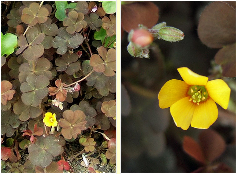 Purple-leaved Yellow-sorrel, Oxalis corniculata var atropurpurea