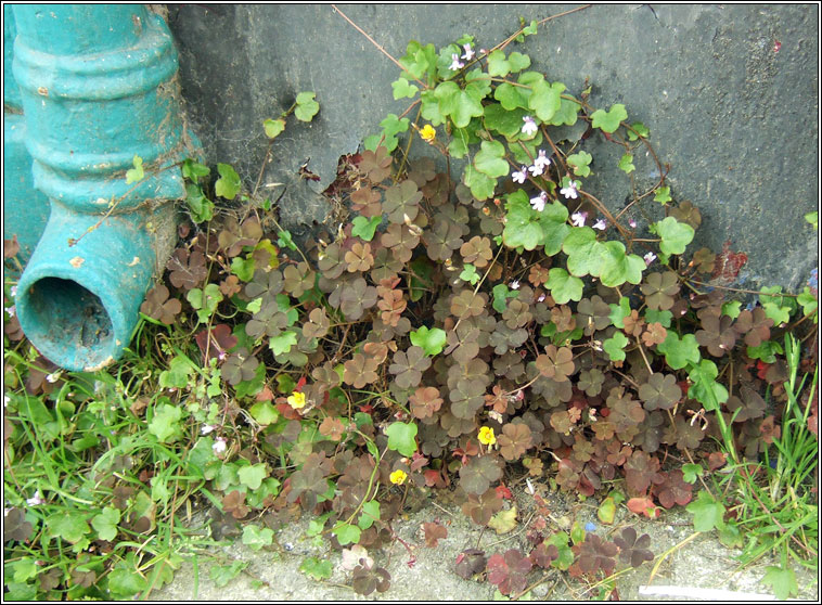 Purple-leaved Yellow-sorrel, Oxalis corniculata var atropurpurea