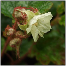 Chinese Bramble, Rubus tricolor