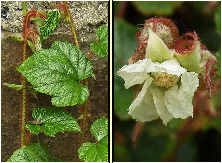 Chinese Bramble, Rubus tricolor