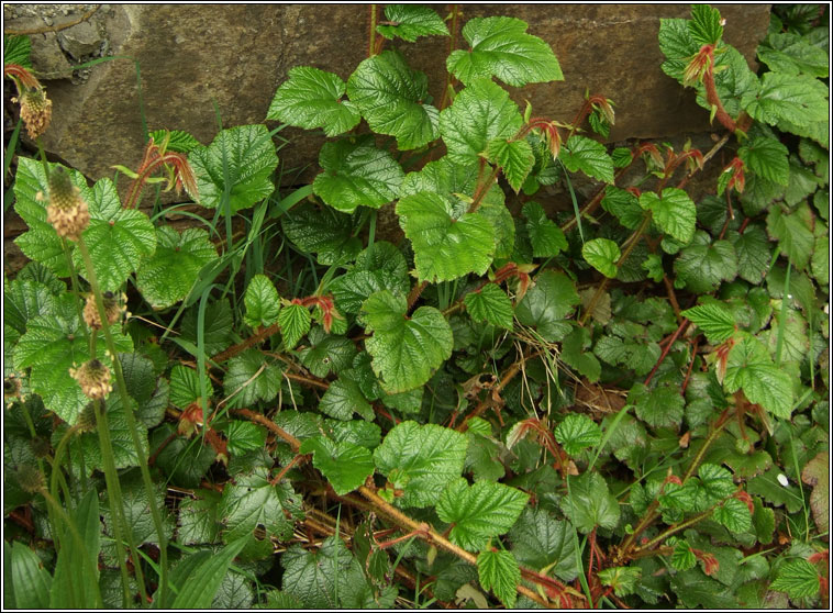 Chinese Bramble, Rubus tricolor