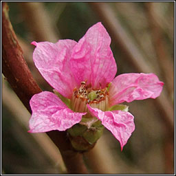 Salmonberry, Rubus spectabilis, Dris lainn