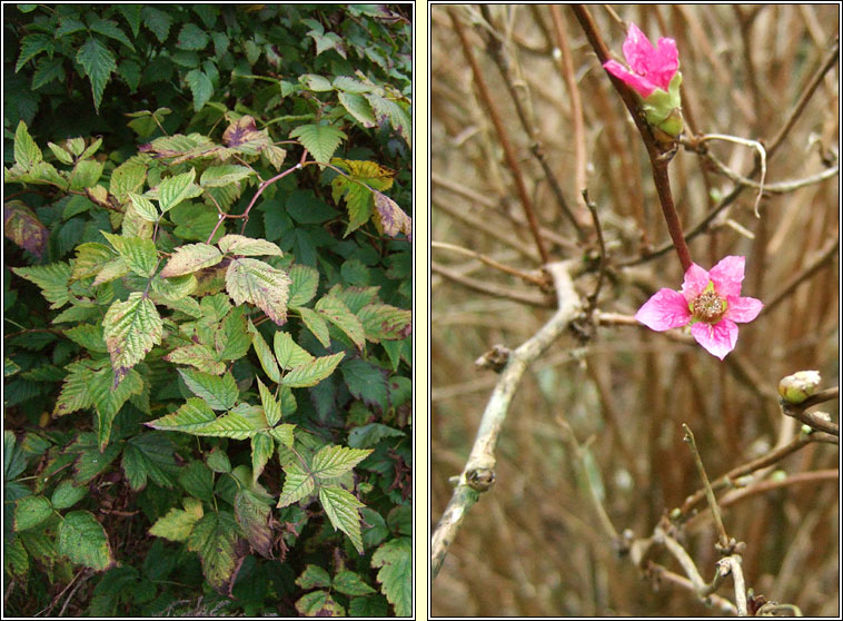 Salmonberry, Rubus spectabilis, Dris lainn