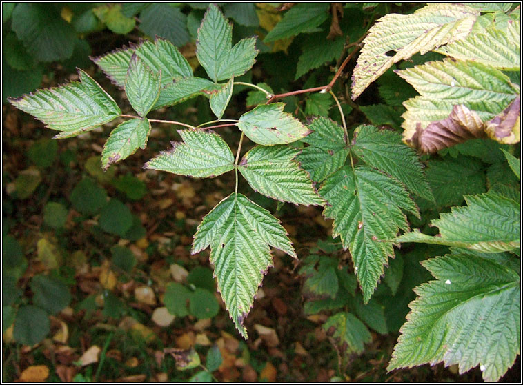 Salmonberry, Rubus spectabilis, Dris lainn