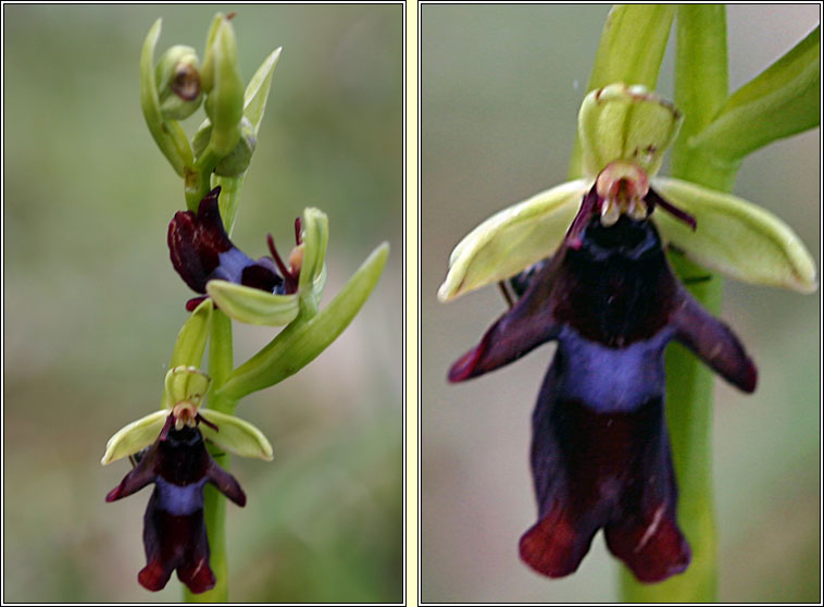Fly Orchid<, Ophrys insectifera, Magairlín na gcuileanna