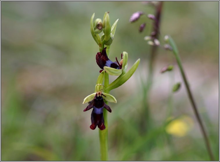 Fly Orchid<, Ophrys insectifera, Magairln na gcuileanna