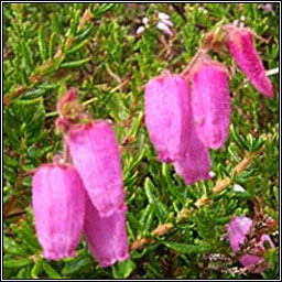 St Dabeoc's Heath, Daboecia cantabrica, Fraoch na haon choise