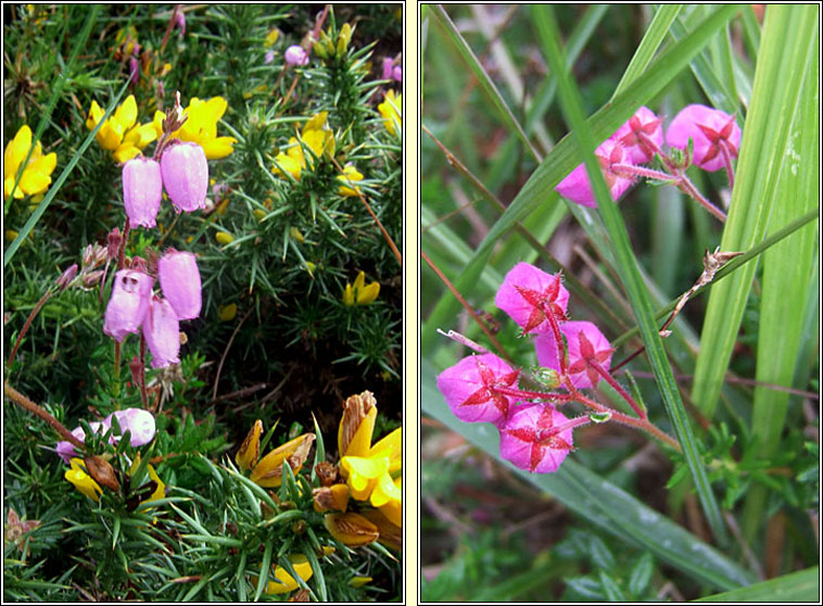 St Dabeoc's Heath, Daboecia cantabrica, Fraoch na haon choise