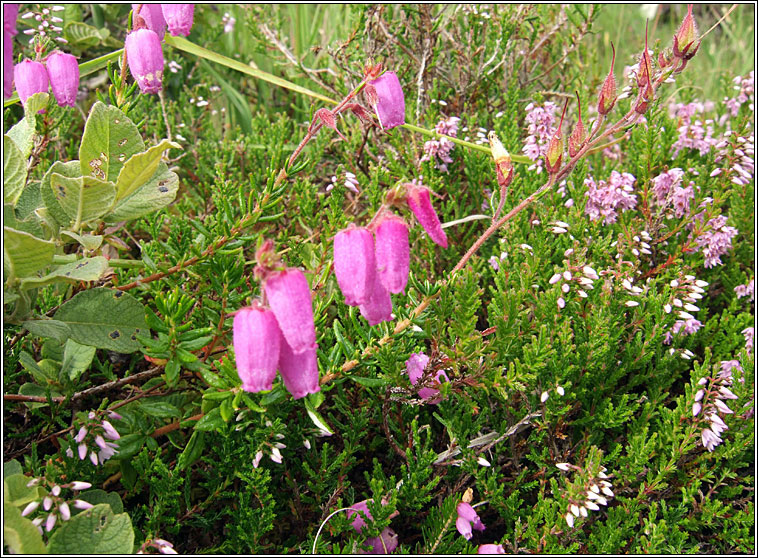 St Dabeoc's Heath, Daboecia cantabrica, Fraoch na haon choise