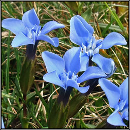 Spring Gentian, Gentiana verna, Ceadharlach Bealtaine