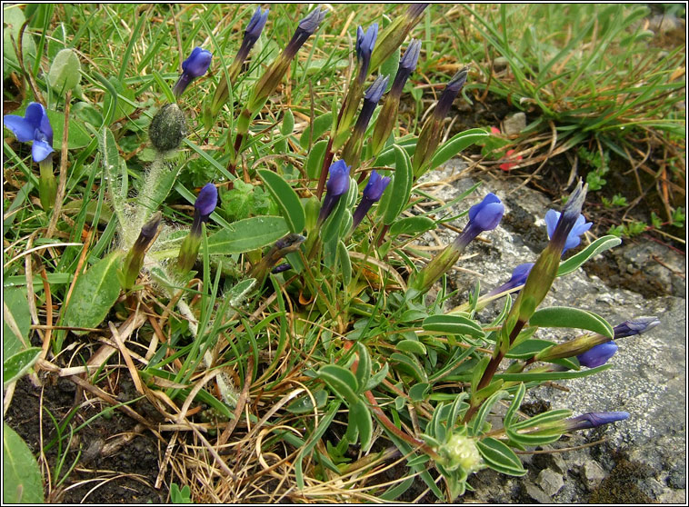 Spring Gentian, Gentiana verna, Ceadharlach Bealtaine