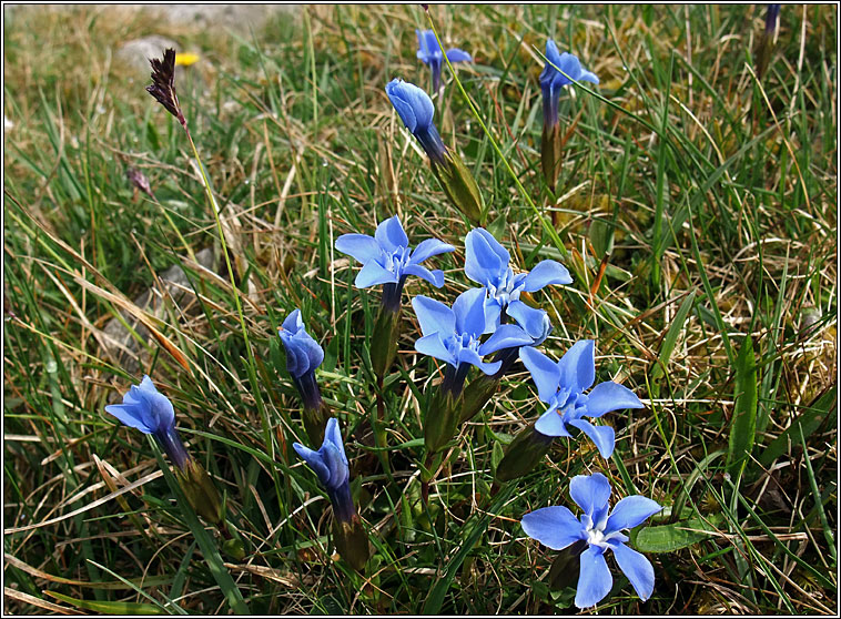 Spring Gentian, Gentiana verna, Ceadharlach Bealtaine