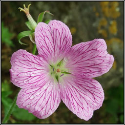 Druce's Cranesbill, Geranium x oxonianum