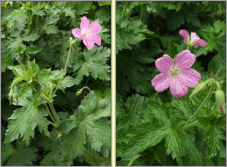 Druce's Cranesbill, Geranium x oxonianum