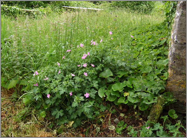 Druce's Cranesbill, Geranium x oxonianum