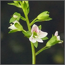 Pink Water-speedwell, Veronica catenata, Biolar gr dearg