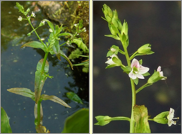 Pink Water-speedwell, Veronica catenata, Biolar gr dearg