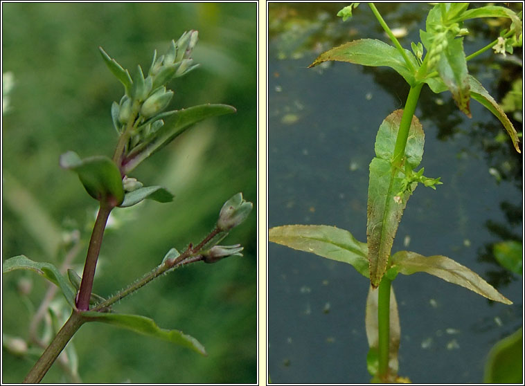 Pink Water-speedwell, Veronica catenata, Biolar gr dearg