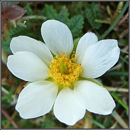 Mountain Avens, Dryas octopetala, Leaithn