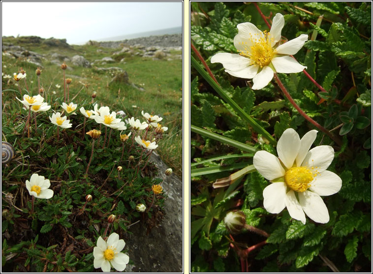 Mountain Avens, Dryas octopetala, Leaithn